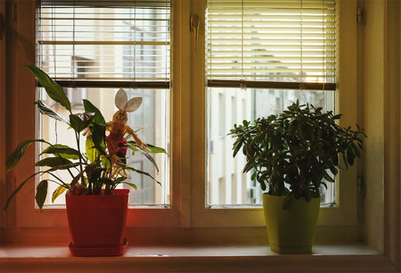 Home decoration, flowers in vases in front of window.の写真素材