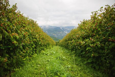 Raspberry fields in Serbia during summer.の写真素材