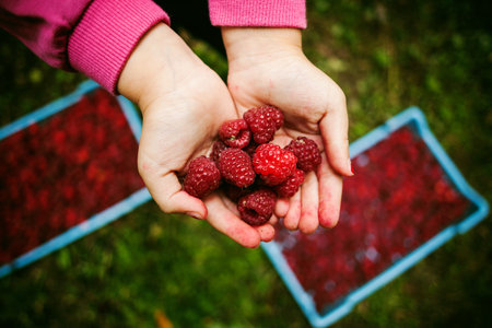 Village lifestyle, season of raspberries, picking details.の写真素材