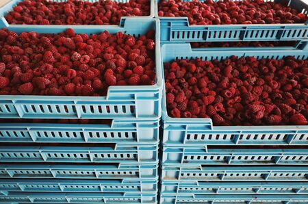 Closeup view on crates full of raspberries.の写真素材