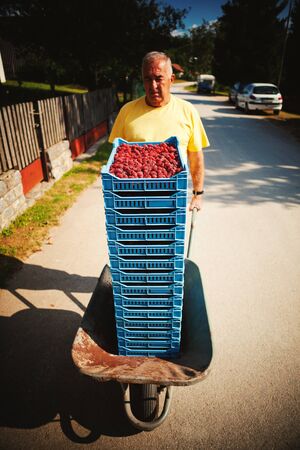 Delivering of fresh raspberries, village lifestyle, summer season.の写真素材