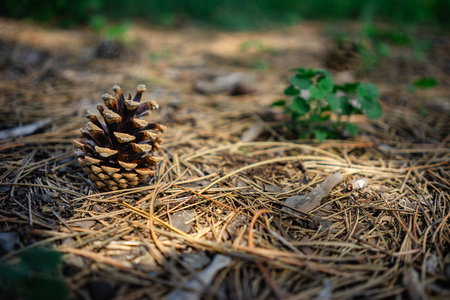 Details of a fallen pinecone in the forest on the ground among fallen evergreen leaves.の写真素材