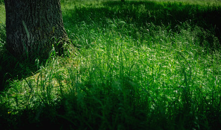 Grass and trees in the park during a spring day.の写真素材