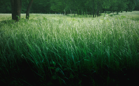 Grass and trees in the park during a spring day.の写真素材
