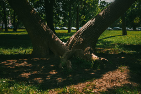 Details from the city park in Kragujevac, spring day, paths and vegetation.の写真素材
