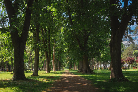 Details from the city park in Kragujevac, spring day, paths and vegetation.の写真素材