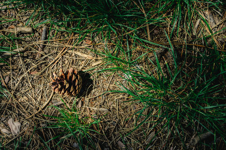 Details of a fallen pinecone in the forest on the ground among fallen evergreen leaves.の写真素材