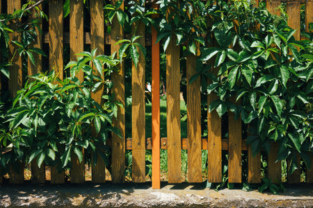 Decorative green plant on wooden yellow fence, details, structure.の写真素材