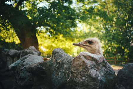 An ostrich's head peeks out from behind rocks in a zoo in the daytime.の写真素材