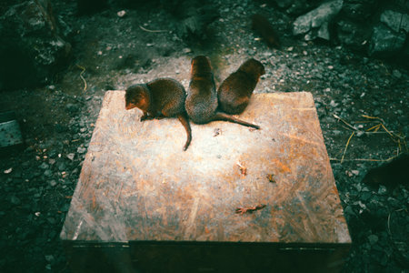 Three rats on a wooden box in a zoo.の写真素材