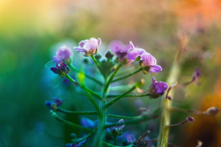 Dearmy look of potted flowers, macro view.の写真素材