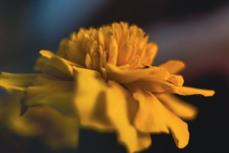 Dreamy look petals of yellow ornamental potted flowers.の写真素材