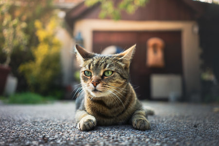 A beautiful cat on the asphalt in the yard of the household.の写真素材