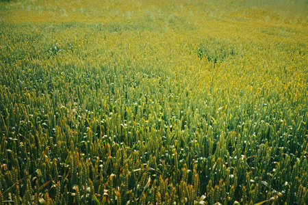 Fields of young wheat ripening by day, close up view.の写真素材