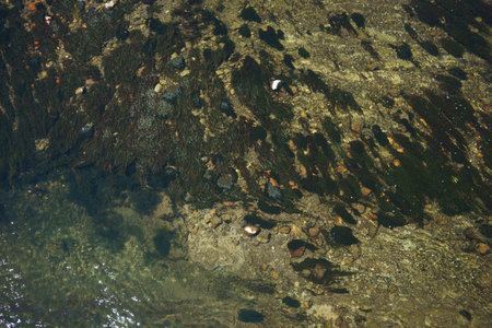 River with shallow water, view from above, abstract composition.の写真素材
