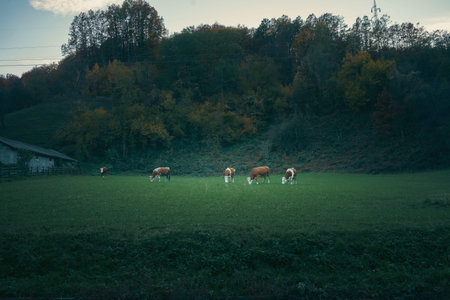 Cows on a meadow, central Serbia in autumn.