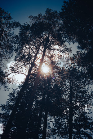 View through the canopy of evergreen trees, the sun in the middle.の写真素材