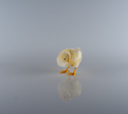 Single Chickadee の写真素材