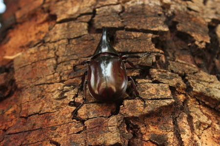Scarab beetle on a treeの写真素材