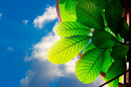 Nature to the beautiful blue skyの写真素材