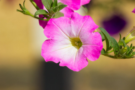 Petuniaの写真素材