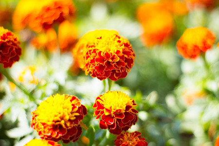 French marigoldsの写真素材