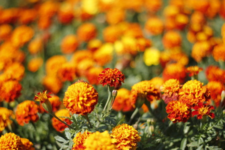 French marigoldsの写真素材