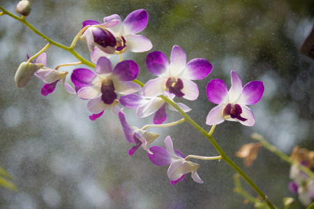 Orchidの写真素材