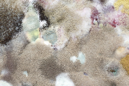 Moldyの写真素材