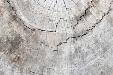 Bark background vintage style.の写真素材