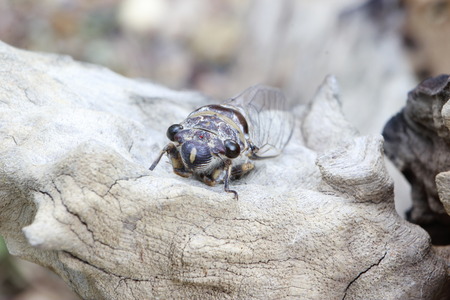 Cicadaの写真素材