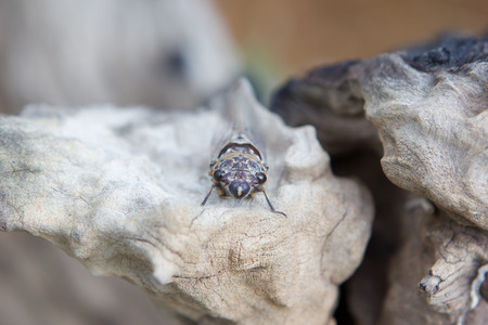 Cicadaの写真素材