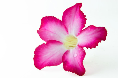 Desert roseisolated on white backgroundの写真素材