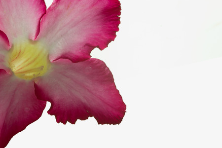Pink bignonia isolated on white backgroundの写真素材