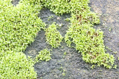 Moss texture, backgroundの写真素材