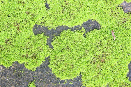 Moss texture, backgroundの写真素材