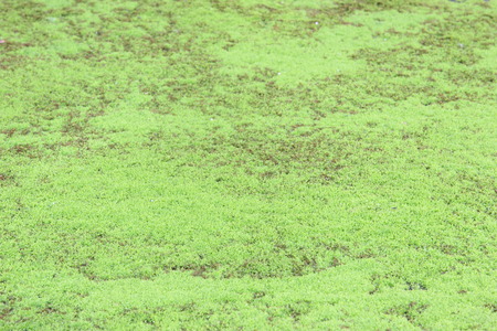 Moss texture, backgroundの写真素材