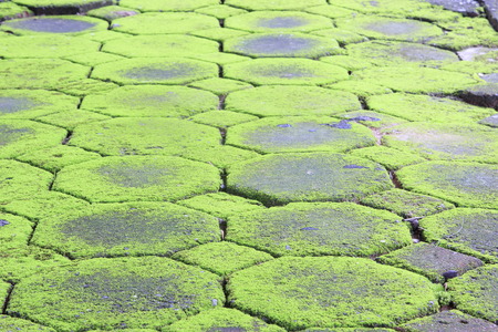 Moss texture, backgroundの写真素材