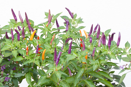 Purple chili peppersの写真素材