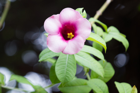 Allamanda Catharticaの写真素材