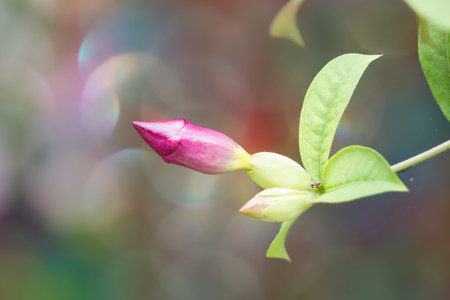 Allamanda Catharticaの写真素材