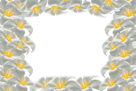 Frangipani plumeria frame.の写真素材
