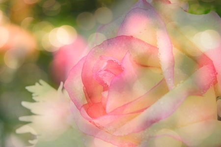 Romantic rose.の写真素材