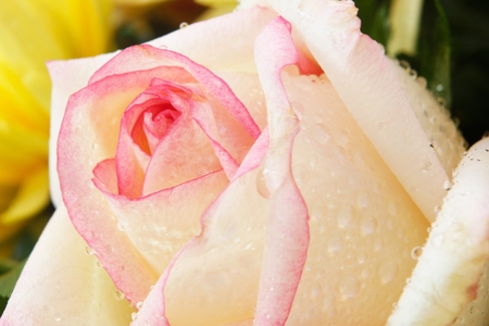 Romantic rose.の写真素材