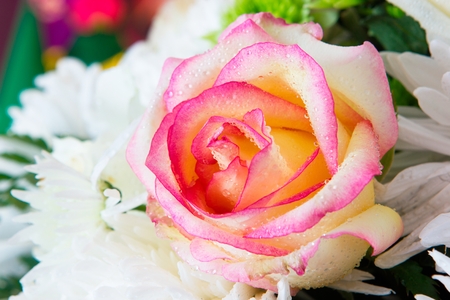 Romantic rose.の写真素材