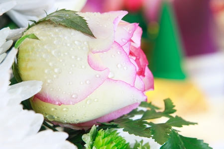 Romantic rose.の写真素材