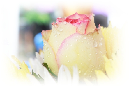 Romantic rose.の写真素材
