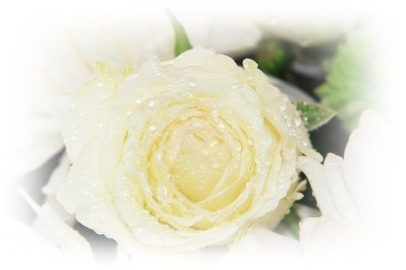 Romantic rose.の写真素材
