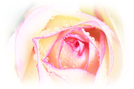 Romantic rose.の写真素材