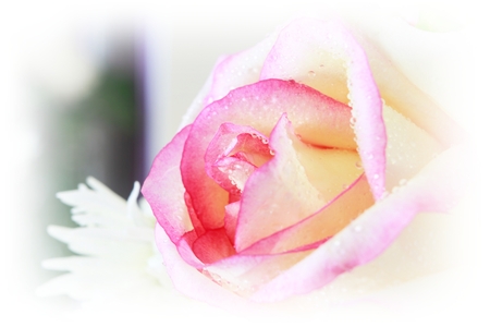 Romantic rose.の写真素材